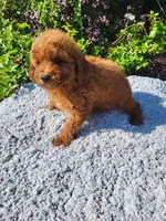 Tina, a female Poodle - Toy  for sale in Atlanta, GA – 1 of 1