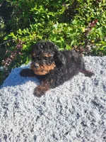 Tally , a female Poodle - Toy  for sale in Atlanta, GA – 2 of 2
