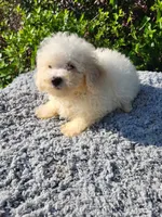 Tams, a female Poodle - Toy  for sale in Atlanta, GA – 2 of 2