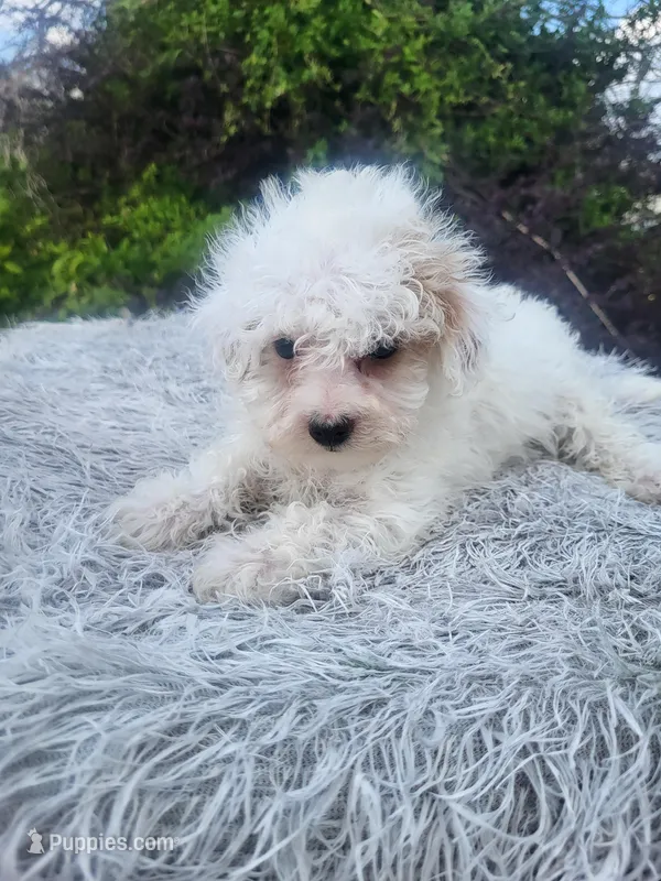 Trixie  – Poodle - Toy  puppy for sale in Atlanta, GA