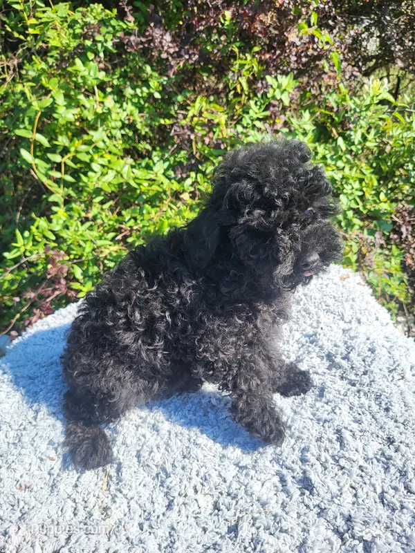 Tanna  – Poodle - Toy  puppy for sale in Atlanta, GA