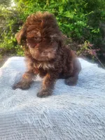 Mindy , a female Maltipoo for sale in Atlanta, GA – 2 of 3
