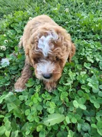 Tina, a female Poodle - Miniature  for sale in Atlanta, GA – 1 of 1