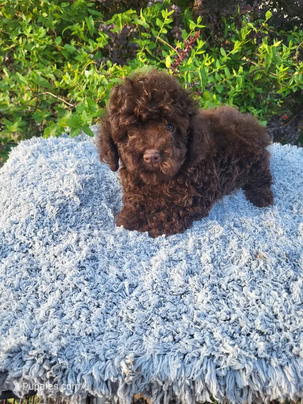 Trixie  – Poodle - Toy  puppy for sale in Atlanta, GA
