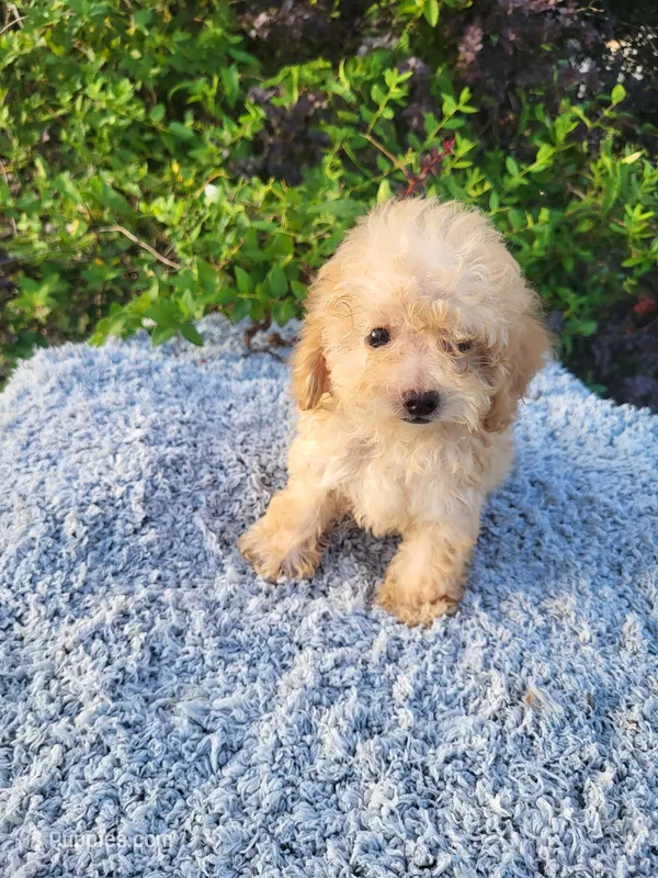 Tiffany  – Poodle - Toy  puppy for sale in Atlanta, GA