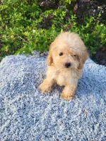 Tiffany , a female Poodle - Toy  for sale in Atlanta, GA – 1 of 2