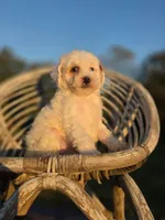 Large toy,  trusty , a male Poodle - Toy  for sale in Atlanta, GA – 1 of 1