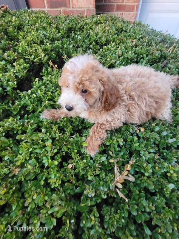 Nick – Poodle - Toy  puppy for sale in Atlanta, GA