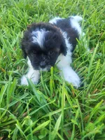 Sarah , a female Shihpoo for sale in Atlanta, GA – 1 of 1