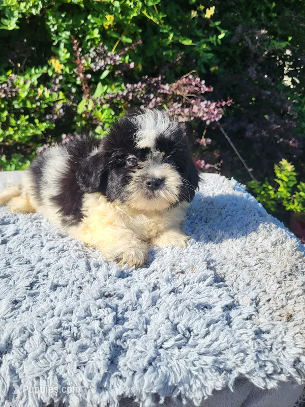 Slip  – Shihpoo puppy for sale in Atlanta, GA