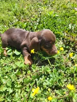 Danny , a male Miniature Dachshund for sale in Atlanta, GA – 1 of 2