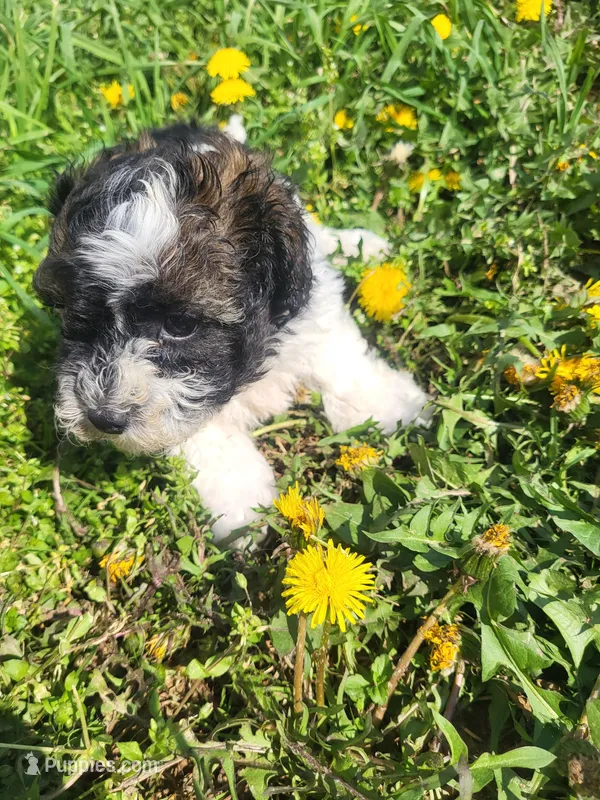 Herb – Havapoo puppy for sale in Atlanta, GA