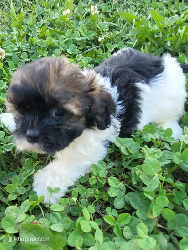 Sylvester  – Shihpoo puppy for sale in Atlanta, GA