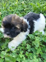 Sylvester , a male Shihpoo for sale in Atlanta, GA – 1 of 1