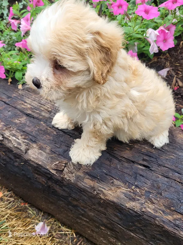 Mel – Maltipoo puppy for sale in Atlanta, GA