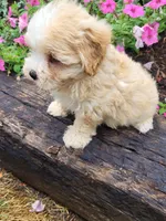 Mel, a male Maltipoo for sale in Atlanta, GA – 1 of 1