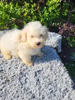 Tanner , a male Poodle - Toy  for sale in Atlanta, GA – 2 of 2