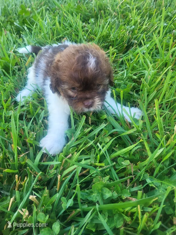 Shim – Shihpoo puppy for sale in Atlanta, GA