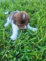 Shim, a male Shihpoo for sale in Atlanta, GA – 1 of 2