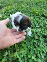 Sid , a male Shihpoo for sale in Atlanta, GA – 1 of 1