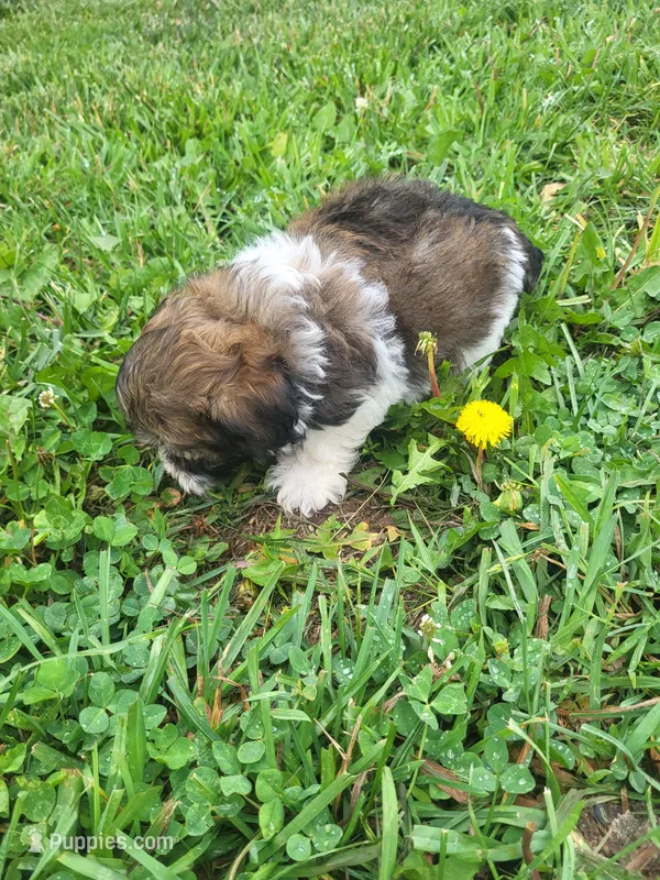 Herb – Havapoo puppy for sale in Atlanta, GA