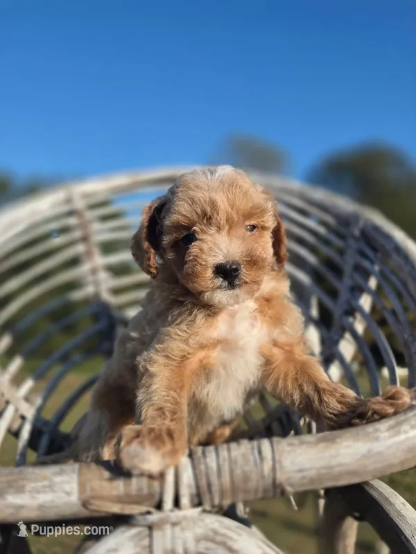 Till – Poodle - Toy  puppy for sale in Atlanta, GA