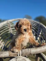 Till, a male Poodle - Toy  for sale in Atlanta, GA – 1 of 1