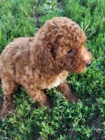 Tad large toy, a male Poodle - Toy  for sale in Atlanta, GA – 1 of 3