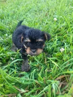 Yammer, a male Yorkipoo for sale in Atlanta, GA – 3 of 3
