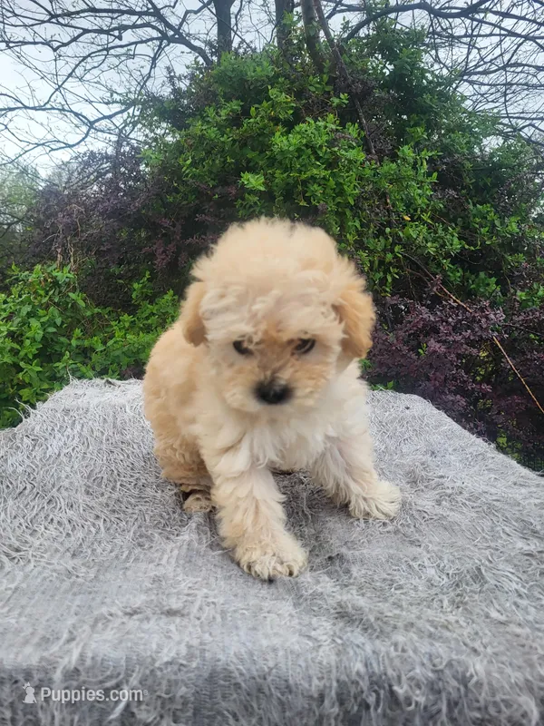Maxine  – Maltipoo puppy for sale in Atlanta, GA