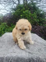 Maxine , a female Maltipoo for sale in Atlanta, GA – Photo 1 of 2