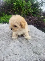 Maxine , a female Maltipoo for sale in Atlanta, GA – Photo 2 of 2