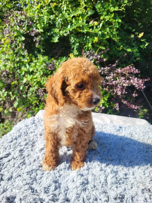 Candy – Cockapoo puppy for sale in Atlanta, GA