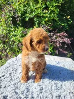 Candy, a female Cockapoo for sale in Atlanta, GA – 1 of 1