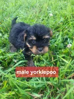 Yammer, a male Yorkipoo for sale in Atlanta, GA – 2 of 3
