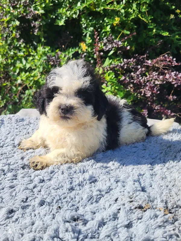 Slick  – Shihpoo puppy for sale in Atlanta, GA