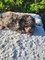 Tink, a male Poodle - Toy  for sale in Atlanta, GA – 1 of 1