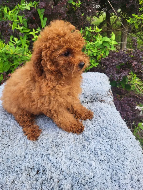 Tulip  – Poodle - Toy  puppy for sale in Atlanta, GA