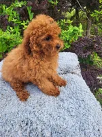 Tulip , a female Poodle - Toy  for sale in Atlanta, GA – 1 of 1