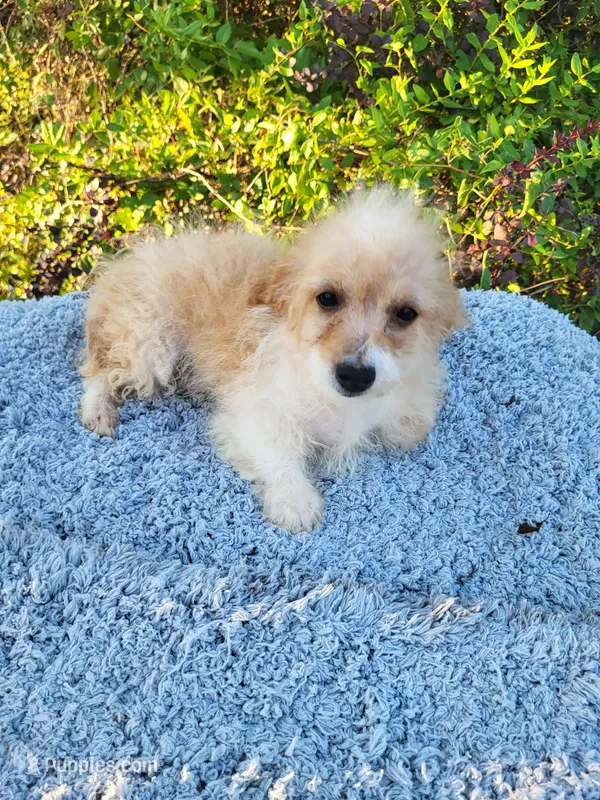Tike  – Poodle - Toy  puppy for sale in Atlanta, GA