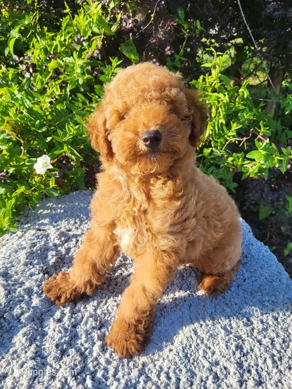 Taco – Poodle - Miniature  puppy for sale in Atlanta, GA