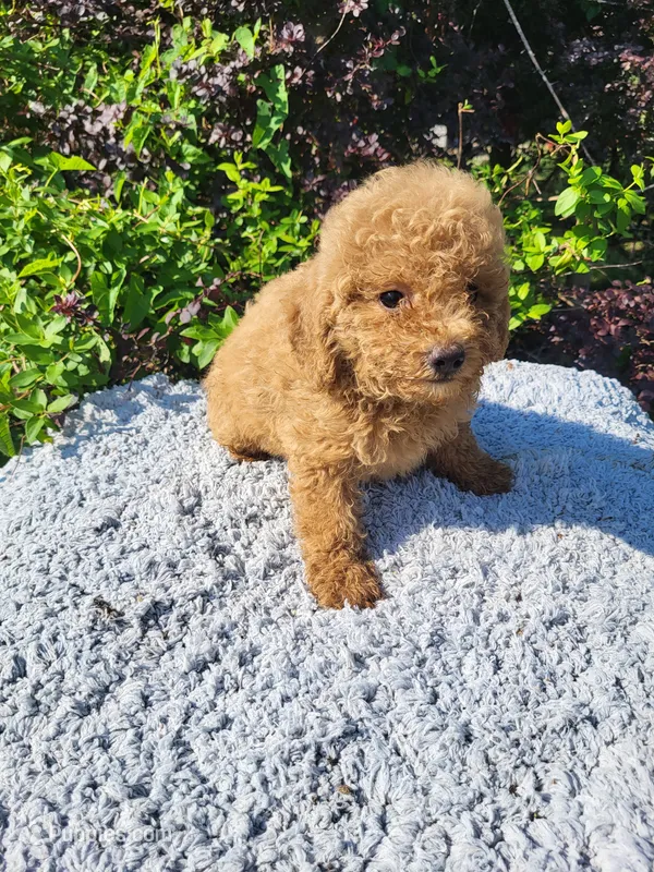Tassy  – Poodle - Toy  puppy for sale in Atlanta, GA