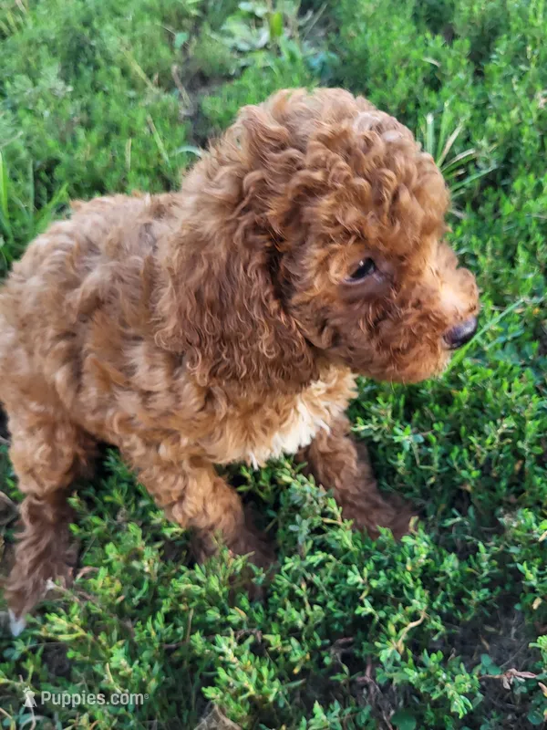 Tad – Poodle - Miniature  puppy for sale in Atlanta, GA