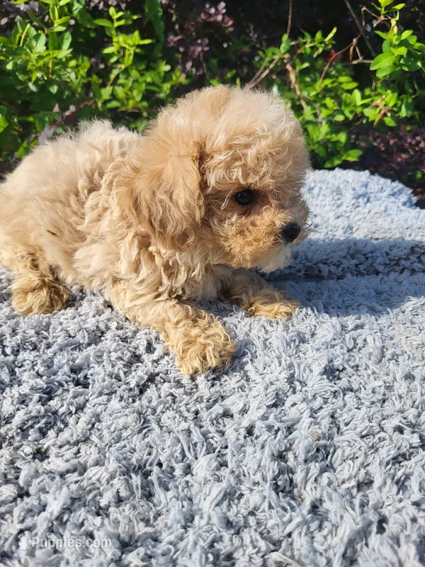 Tigger  – Poodle - Toy  puppy for sale in Atlanta, GA