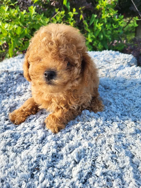 Timmy  – Poodle - Toy  puppy for sale in Atlanta, GA