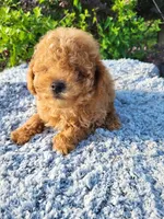 Timmy , a male Poodle - Toy  for sale in Atlanta, GA – 1 of 2