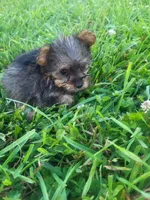 Yaya, a female Yorkipoo for sale in Atlanta, GA – 4 of 4