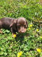 Danny , a male Miniature Dachshund for sale in Atlanta, GA – 2 of 2