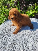 Tesp , a female Poodle - Toy  for sale in Atlanta, GA – 1 of 1