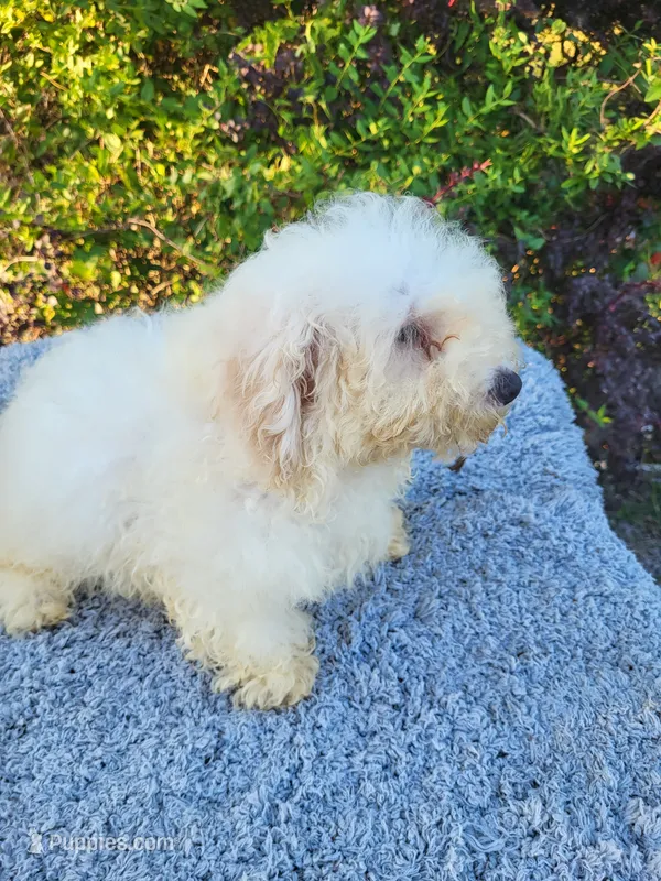 Tanner  – Poodle - Toy  puppy for sale in Atlanta, GA